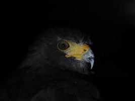 harris hawk parabuteo unicinctus isolé sur noir photo