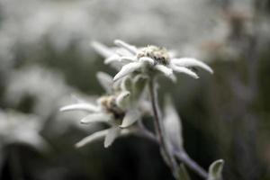 fleur étoile alpine edelweiss dans les dolomites photo