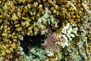 couronne d'épines étoile de mer mangeant un corail