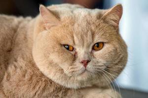 chat British shorthair photo