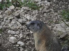 marmotte marmotte extérieur nid portrait photo