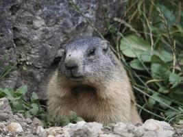 marmotte marmotte extérieur nid portrait photo