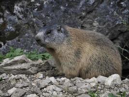 marmotte marmotte extérieur nid portrait photo