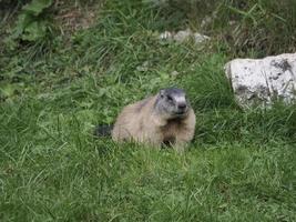 marmotte marmotte extérieur nid portrait photo