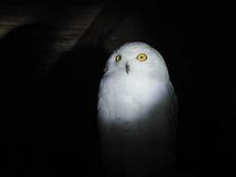 harfang des neiges portrait isolé sur noir photo