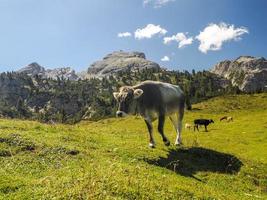 portrait de vache en gros plan vous regardant dans les dolomites photo