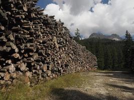 De nombreux scolytes malades pin mélèze coupé en montagne dolomites photo