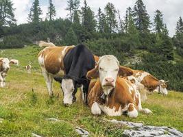 portrait de vache en gros plan vous regardant dans les dolomites photo