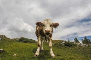 portrait de vache en gros plan vous regardant dans les dolomites photo