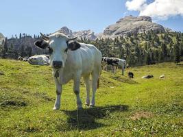 portrait de vache en gros plan vous regardant dans les dolomites photo