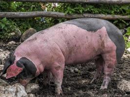 gros plan cochon rose et noir photo