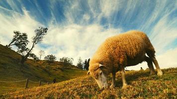 moutons mangeant sur les prairies