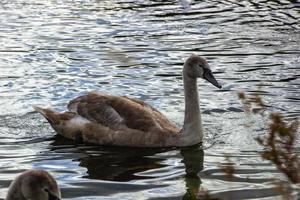 canards nageant dans la rivière photo