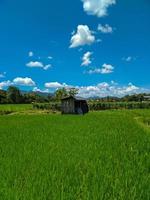 belle vue sur les rizières sur fond de ciel bleu en indonésie photo