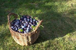 prune bleue,délicieux fruit sucré violet dans un panier en bois fait de vignes,temps de récolte dans le verger,fruits d'automne de saison,ingrédient végétarien biologique,jardin ukrainien,prunus domestica,symbole japonais photo