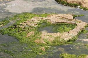 algues sur les rochers au bord de la mer méditerranée dans le nord d'israël. photo