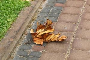 feuilles et fleurs tombées dans un parc de la ville en israël. photo