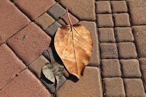 feuilles et fleurs tombées dans un parc de la ville en israël. photo