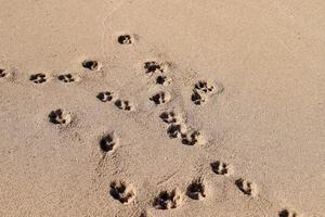 empreintes de pas dans le sable au bord de la mer photo