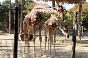 une girafe vit dans un zoo en israël. photo