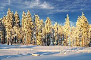 paysage d'hiver dans la forêt bavaroise, allemagne photo