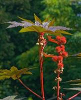 Usine de ricin--ricinus communis--,Allemagne photo