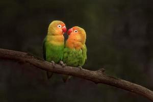 tourtereaux, tourtereaux volants, amour d'un oiseau, couple d'oiseaux, oiseaux d'amour mignons, oiseaux colorés.
