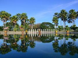 reflets de palmiers dans le parc photo