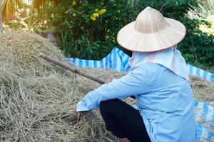 un agriculteur asiatique travaille dans le jardin, porte un chapeau, une chemise bleue, tient un bâton pour frapper un tas de pailles de riz qui sèchent à l'extérieur pour obtenir des grains de riz après la récolte. mode de vie agricole traditionnel. l'agriculture biologique. photo