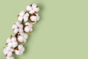 branche de fleurs de coton sur fond vert à plat, espace de copie photo