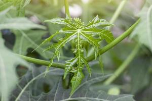 jeunes feuilles de plantes cnidoscolus aconitifolius ou chaya et fleur de bourgeon flou sur fond de nature. photo