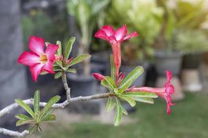 rose fraîche du désert rose, simulacre d'azalée, pinkbignonia ou fleurs de lis d'impala fleurissent dans le jardin sur fond de nature floue. photo