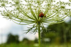 deux coléoptères rouges font l'amour sur une fleur de parapluie de carotte sauvage sur fond de forêt et de ciel bleu photo