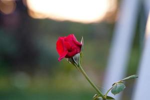 les roses rouges de la roseraie sont très belles. qui est un symbole du véritable amour. mise au point douce et sélective photo