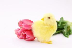 poulet jaune avec bouquet de tulipes roses sur fond blanc. Pâques. copie espace photo