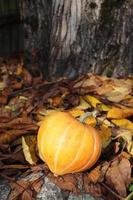 citrouille sur pierres et feuilles sèches sous les arbres photo