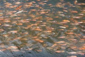 beaux poissons koi dans l'étang du jardin, poissons sous l'eau, poissons carpe photo