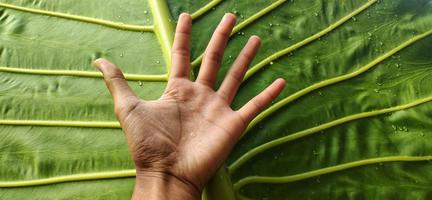 Portrait de feuilles de taro géant ou d'alocasia macrorrhizos plus grandes que la main d'un adulte photo