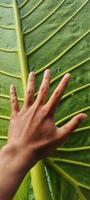 Portrait de feuilles de taro géant ou d'alocasia macrorrhizos plus grandes que la main d'un adulte photo