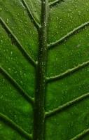 un portrait d'un motif d'os de feuille de taro géant ou alocasia macrorrhizos qui est très grand. cette plante prospère dans les climats tropicaux photo