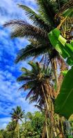 cocos nucifera ou cocotiers poussant dans les rizières forment de beaux motifs et vues sur fond de ciel bleu et de nuages vaporeux photo