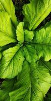 portrait brassica juncea ou feuilles de moutarde prospère dans les jardins potagers, cette plante est souvent utilisée comme salade et légumes sains photo