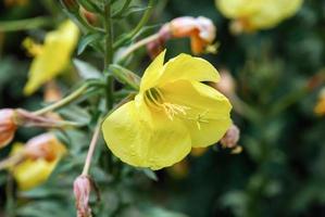 Oenothera biennis, fleurs jaunes d'onagre dans le jardin d'herbes aromatiques photo