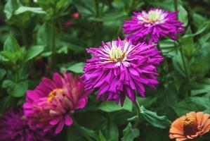 fleurs de zinnia fleurissant à l'extérieur, zinnias de jardin en automne photo