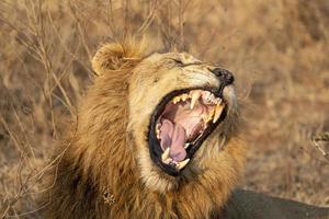 Lion mâle rugissant dans le parc Kruger en Afrique du Sud photo