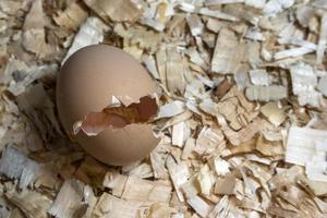 vient d'ouvrir oeuf nouveau-né bébé poulet photo