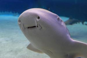 détail de la bouche du requin zèbre en gros plan photo