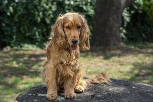 chiot chien cocker portrait vous regarde photo