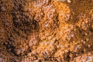 Détail macro de coraux durs pendant la plongée en Indonésie photo