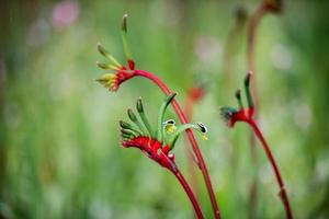 kangourou pow fleur ouest australie photo